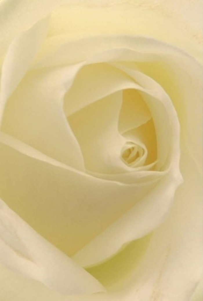 Caught in the gentle gaze of a true connoisseur, this classic white rose captivates with its harmonious layering and sense of sophistication. Shades of white and soft cream transition seamlessly, illuminated from within like early sunlight reflecting off the water in Ruislip Lido. Every petal is expertly spiraled, evoking the promise of joyful occasions or heartfelt apologies-a bouquet crafted for milestones, remembrance, or an elegant wedding in a St Martin's Church. The composition is serene, each fold and shadow thoughtfully revealed by the ambient light that bathes the flower. The skill showcases not just the bloom's near-perfection but also the careful touch of local Ruislip florists, their artistry evident in every nuanced detail of form and colour. With an air of understated fragrance and the ability to bring a sense of peace to any setting, this arrangement is ready to infuse life's special moments throughout Ruislip with a quiet yet profound beauty.